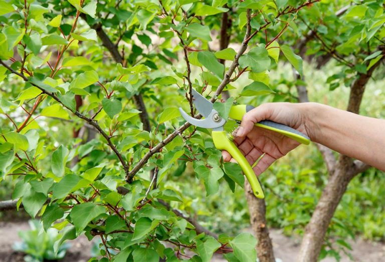 Comment tailler un abricotier le guide complet du petit jardinier