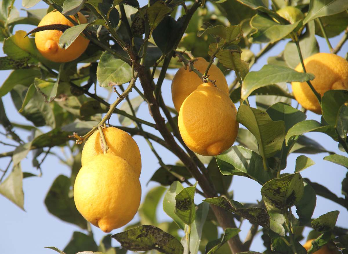 Comment tailler un citronnier une taille en toute facilité