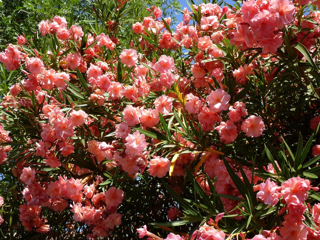 Tailler un laurier rose la bonne technique — free download