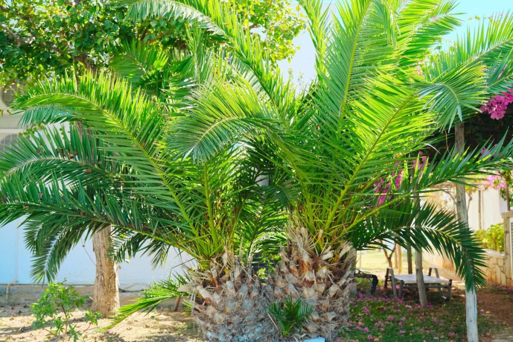 Palmier Trachycarpus Fortunei Multi Troncs, H.140 cm