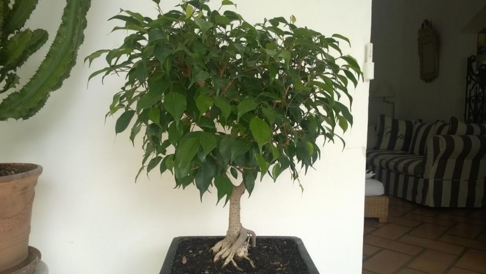 Comment tailler un ficus les techniques adaptées à chaque type